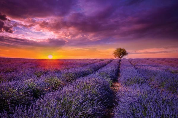 Hyperreal Landscape Photography: Lavender At Sunset by Marco Carmassi