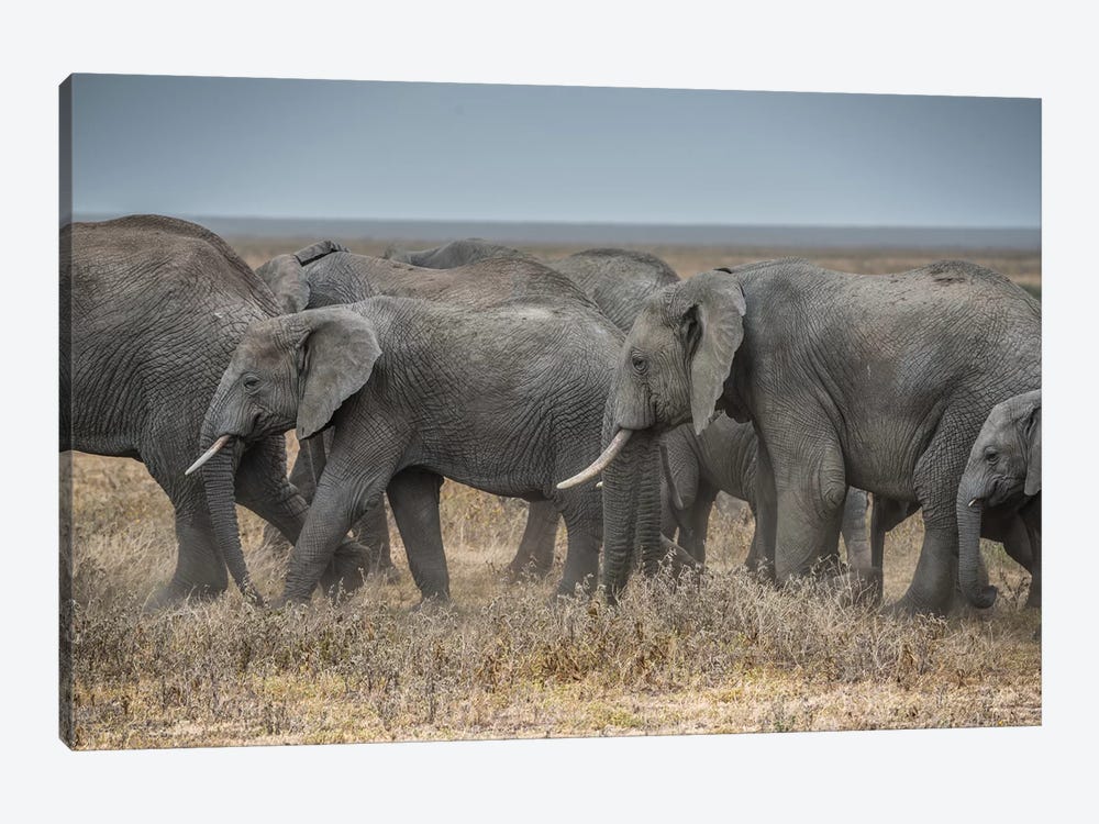 Serengeti Migration by Marco Carmassi 1-piece Canvas Wall Art