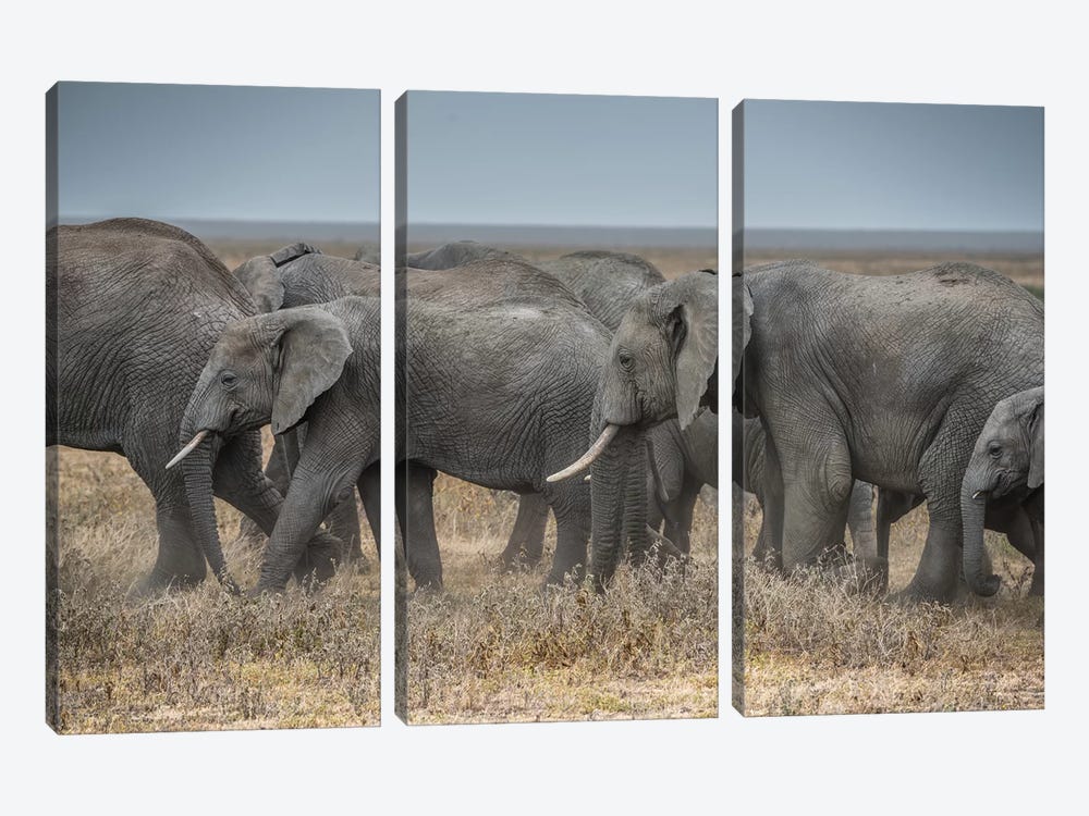 Serengeti Migration by Marco Carmassi 3-piece Canvas Wall Art