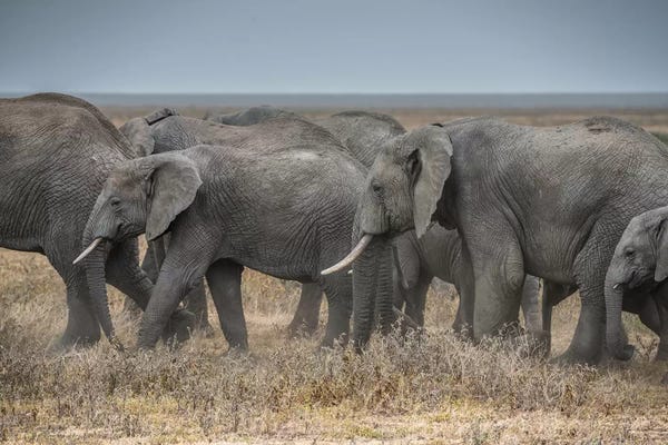 Marco Carmassi: Serengeti Migration by Marco Carmassi
