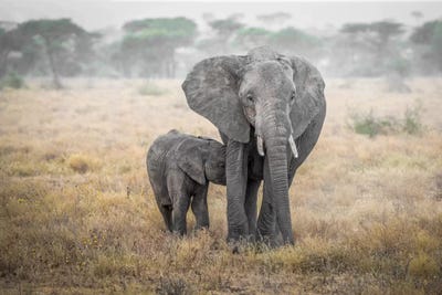 Serengeti Breakfast Time by Marco Carmassi framed canvas print