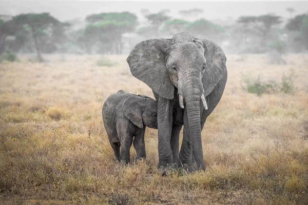 Serengeti: Serengeti Breakfast Time by Marco Carmassi
