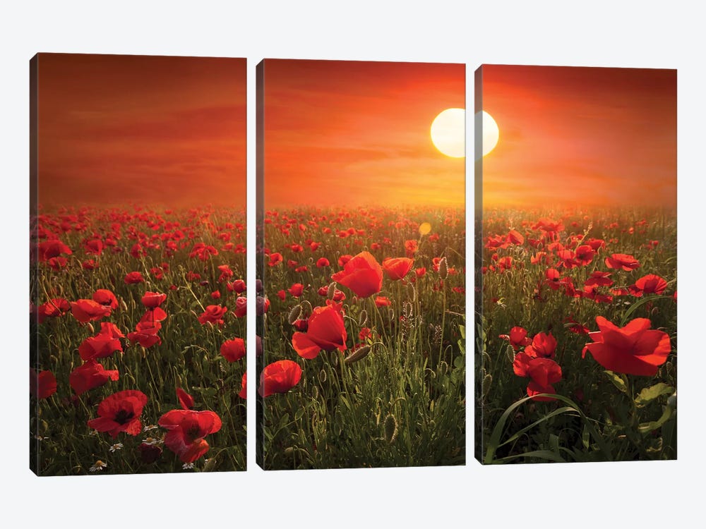 Poppies by Marco Carmassi 3-piece Canvas Print
