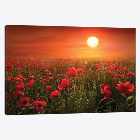 Poppies Canvas Print #MAO64} by Marco Carmassi Art Print