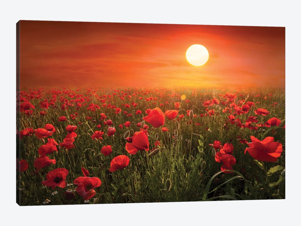 Poppies by Marco Carmassi 1-piece Canvas Art Print