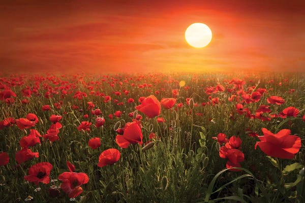 Gardens & Floral Landscapes: Poppies by Marco Carmassi