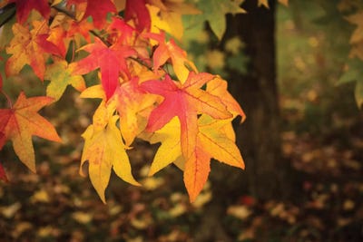 Warm Autumn by Marco Carmassi multi panel art