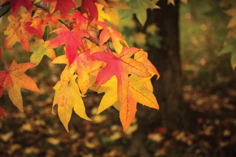 Warm Autumn by Marco Carmassi wall art