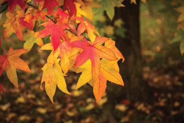 Warm Autumn
