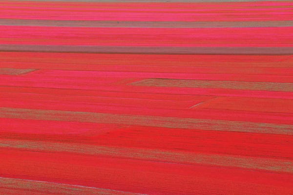 Marco Carmassi: Red Land by Marco Carmassi