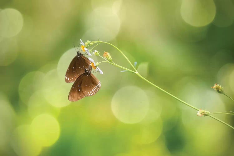 Twin Butterfly by Marco Carmassi wall art