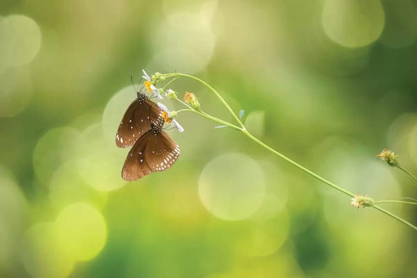 Marco Carmassi: Twin Butterfly by Marco Carmassi