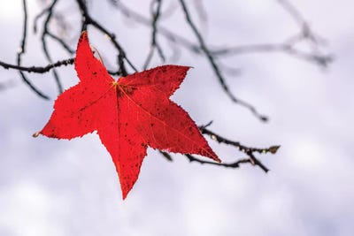 Red Leaf by Marco Carmassi multi panel art