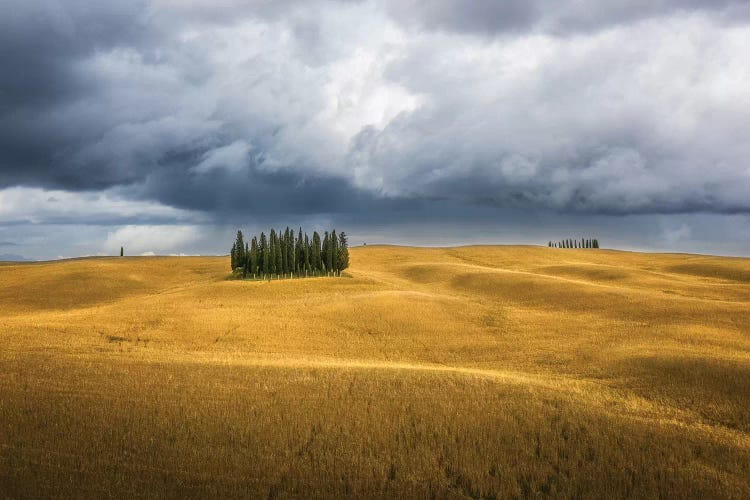 Wheat And Cypresses In Tuscany