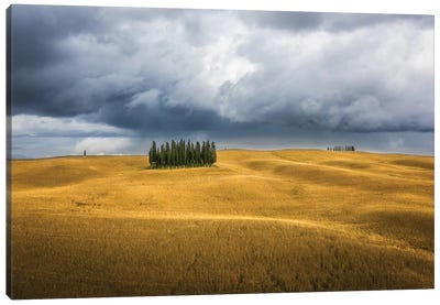 Wheat And Cypresses In Tuscany Canvas Art Print - Marco Carmassi