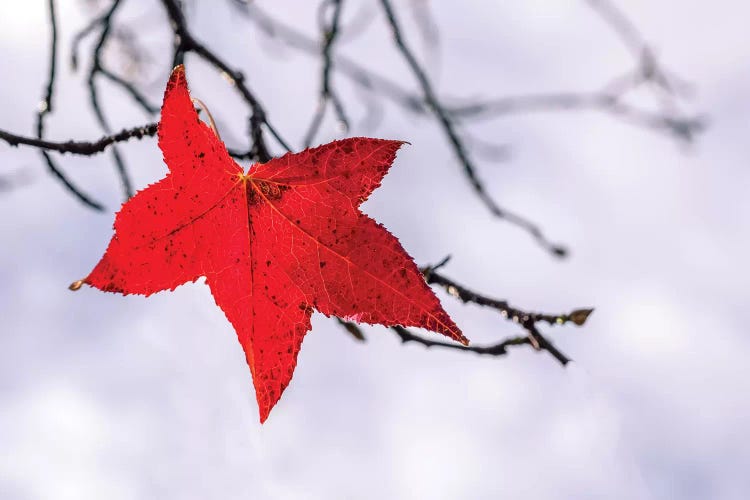 Red Leaf