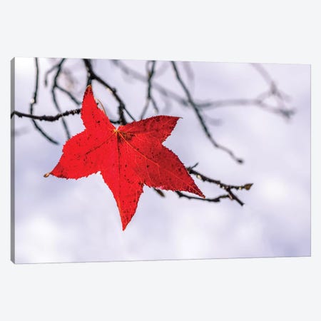 Red Leaf Canvas Print #MAO8} by Marco Carmassi Canvas Artwork