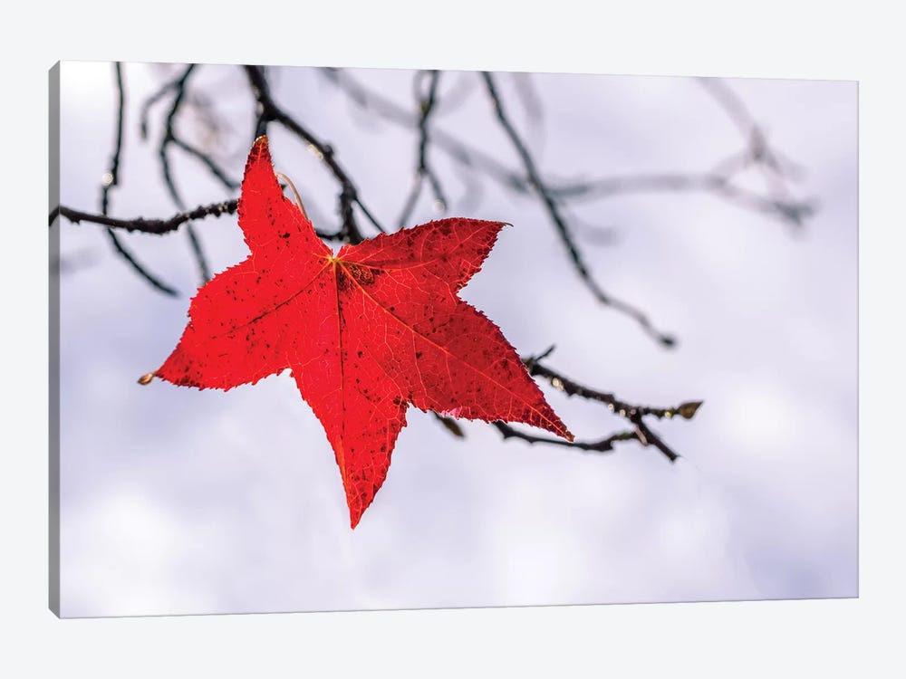 Red Leaf by Marco Carmassi 1-piece Canvas Wall Art