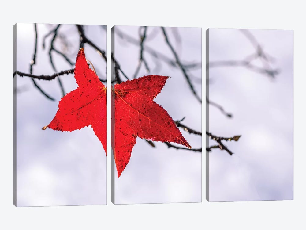 Red Leaf by Marco Carmassi 3-piece Canvas Wall Art