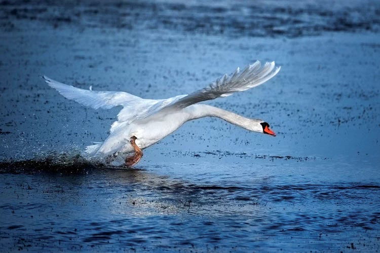Mute Swan Landing
