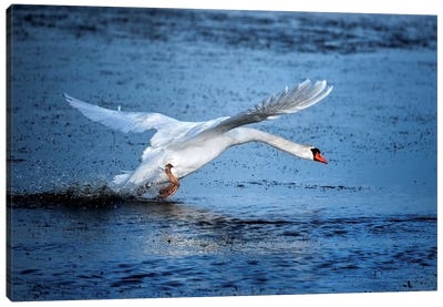 Mute Swan Landing Canvas Art Print - Marco Carmassi