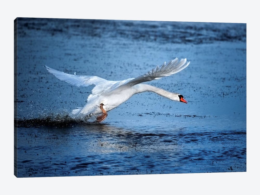 Mute Swan Landing by Marco Carmassi 1-piece Canvas Art