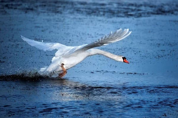 Marco Carmassi: Mute Swan Landing by Marco Carmassi
