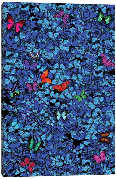 Butterflies I Canvas Art Print - Marcio Alek