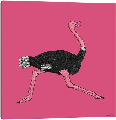 Ostrich Canvas Art Print - Martina Scott