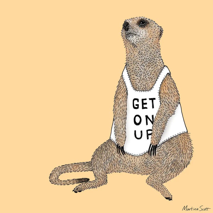 Mellow Meerkat