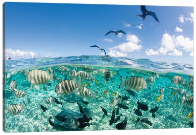 Underwater View, French Polynesia Canvas Art Print - Rays