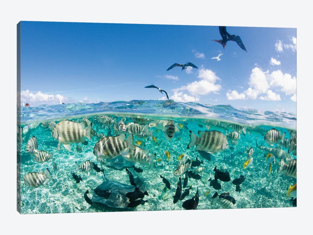 Underwater View, French Polynesia by Michele Benoy Westmorland 1-piece Canvas Art Print