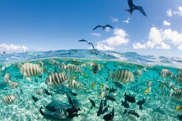 Rays: Underwater View, French Polynesia by Michele Benoy Westmorland