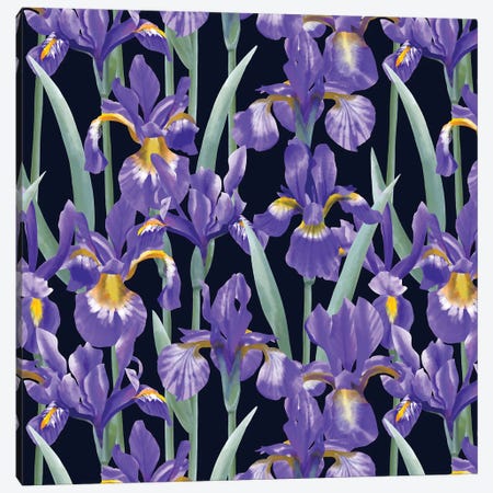 Blue Irises On Dark Background Canvas Print #MBL80} by Marble Art Co Canvas Print