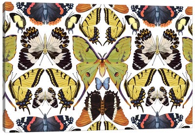 Butterfly Pattern Canvas Art Print - Marble Art Co
