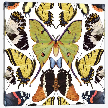 Tropical Butterflies Canvas Print #MBL85} by Marble Art Co Canvas Wall Art