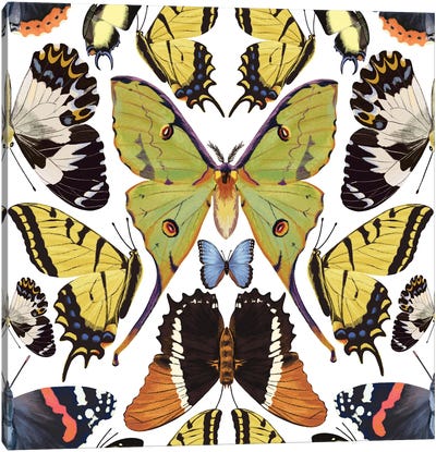 Tropical Butterflies Canvas Art Print - Marble Art Co