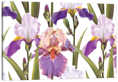 Lilac Irises Canvas Art Print - Marble Art Co