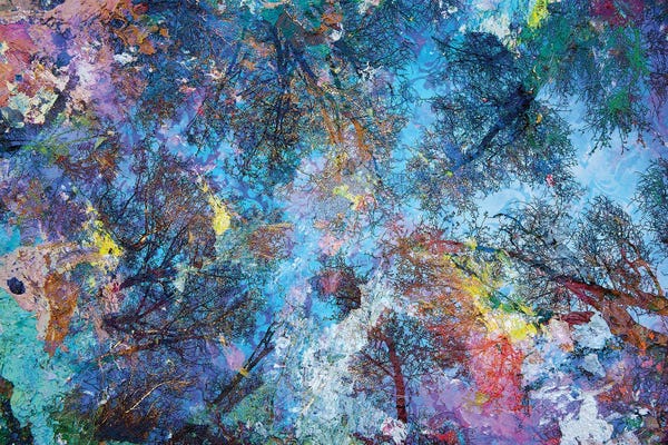 Large Photography - Canvas Prints: Dreaming Up To The Trees by Michael Broom