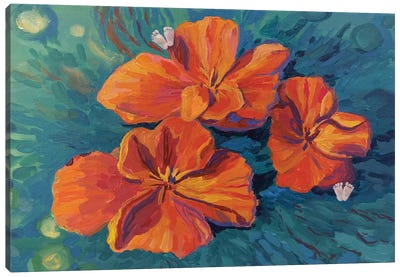 California Poppy Canvas Art Print - Marina Beresneva