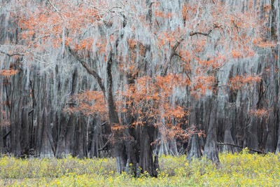 Autumn & Spring by Mauro Battistelli gallery poster