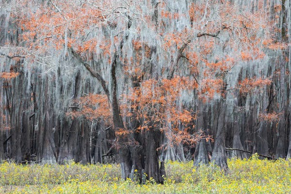 Mauro Battistelli: Autumn & Spring by Mauro Battistelli