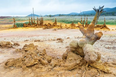 Pietrified Trees by Mauro Battistelli gallery poster