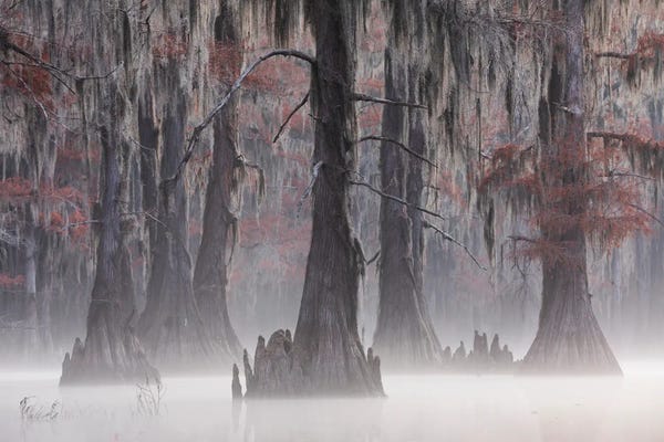 Mauro Battistelli: Primordiality by Mauro Battistelli