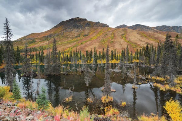 Mauro Battistelli: Beavers' House by Mauro Battistelli