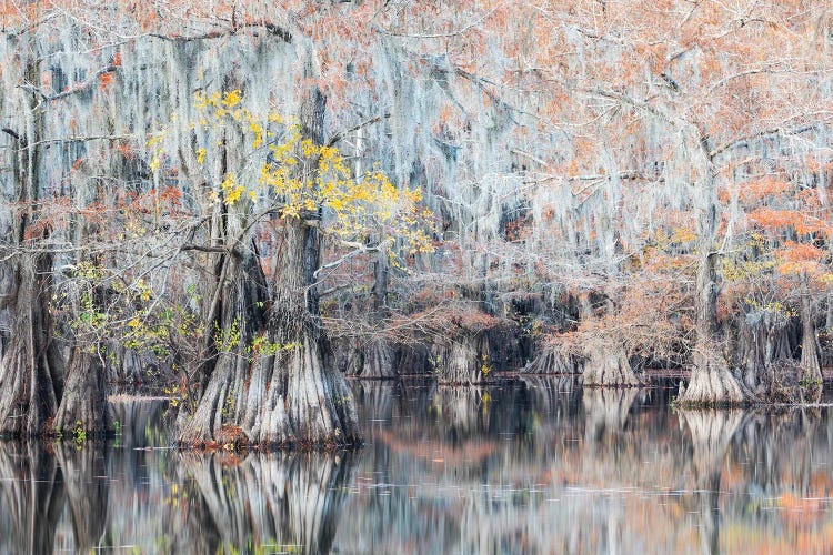 Autumn In The Swamps