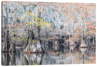 Autumn In The Swamps Canvas Art Print - Marsh & Swamp Art