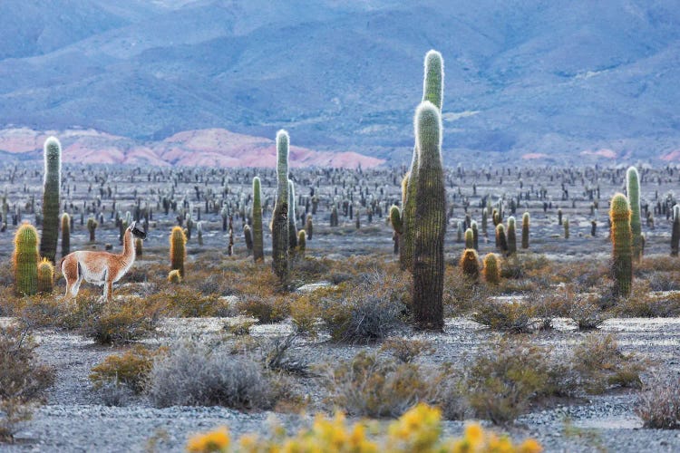 Cactus Forrest