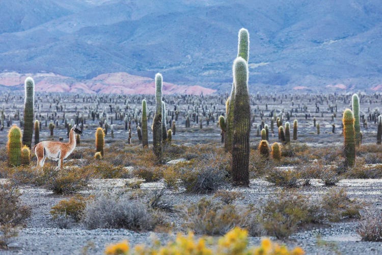 Cactus Forrest by Mauro Battistelli wall art