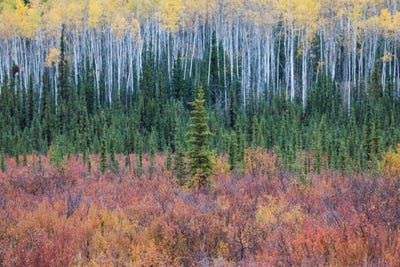 Colorful Palette by Mauro Battistelli canvas print